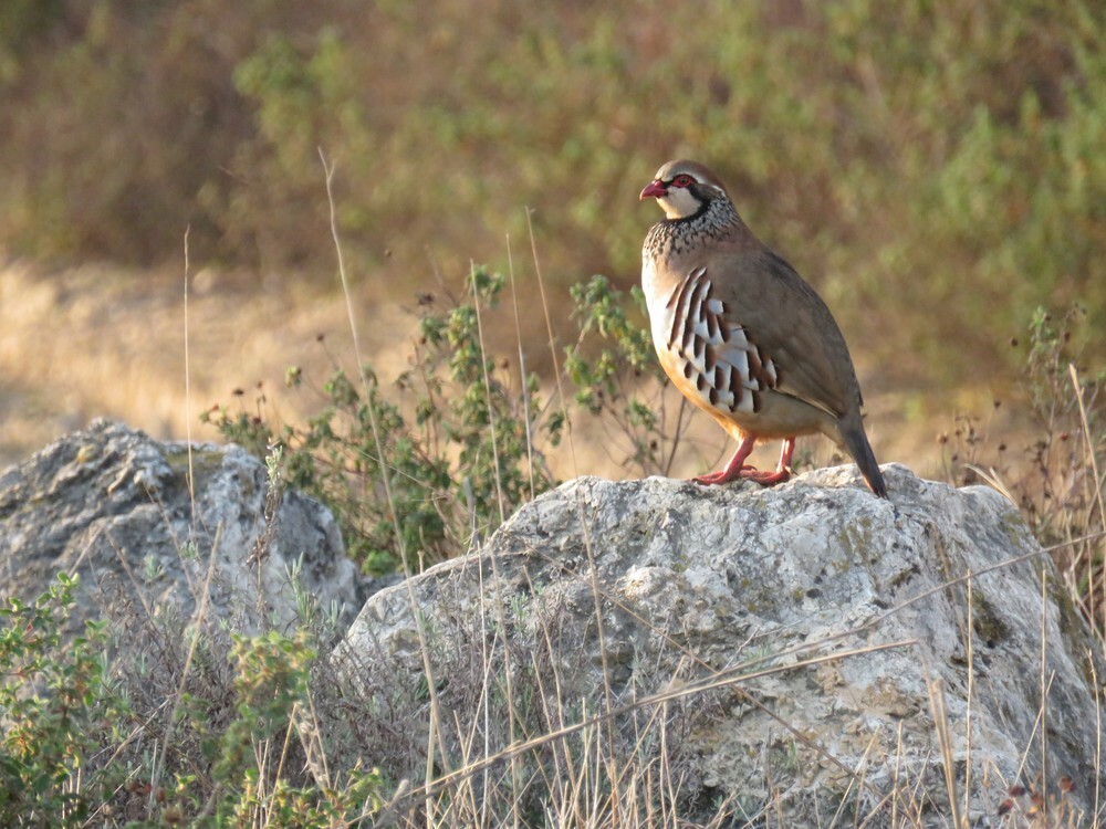 Red-legged Partridge - ML646132935