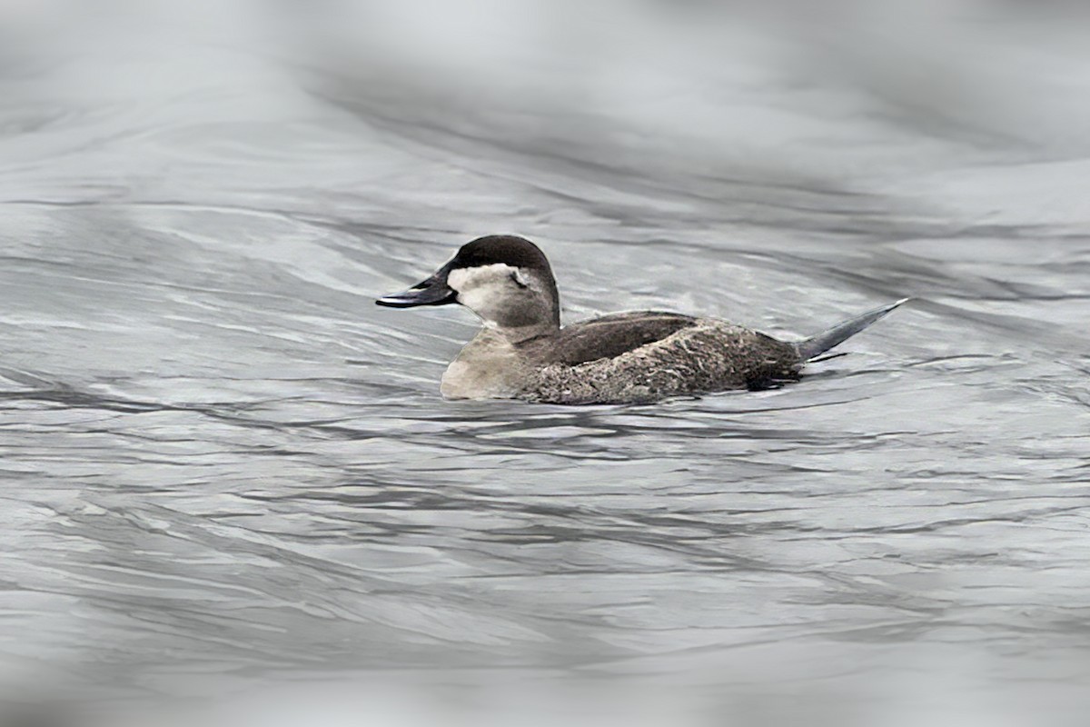 Gobbo della Giamaica - ML646132941