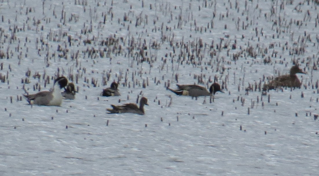 Northern Pintail - ML646132950