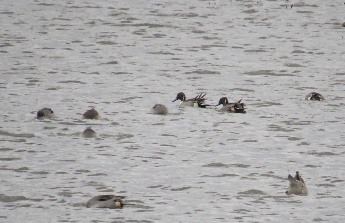 Northern Pintail - ML646132951