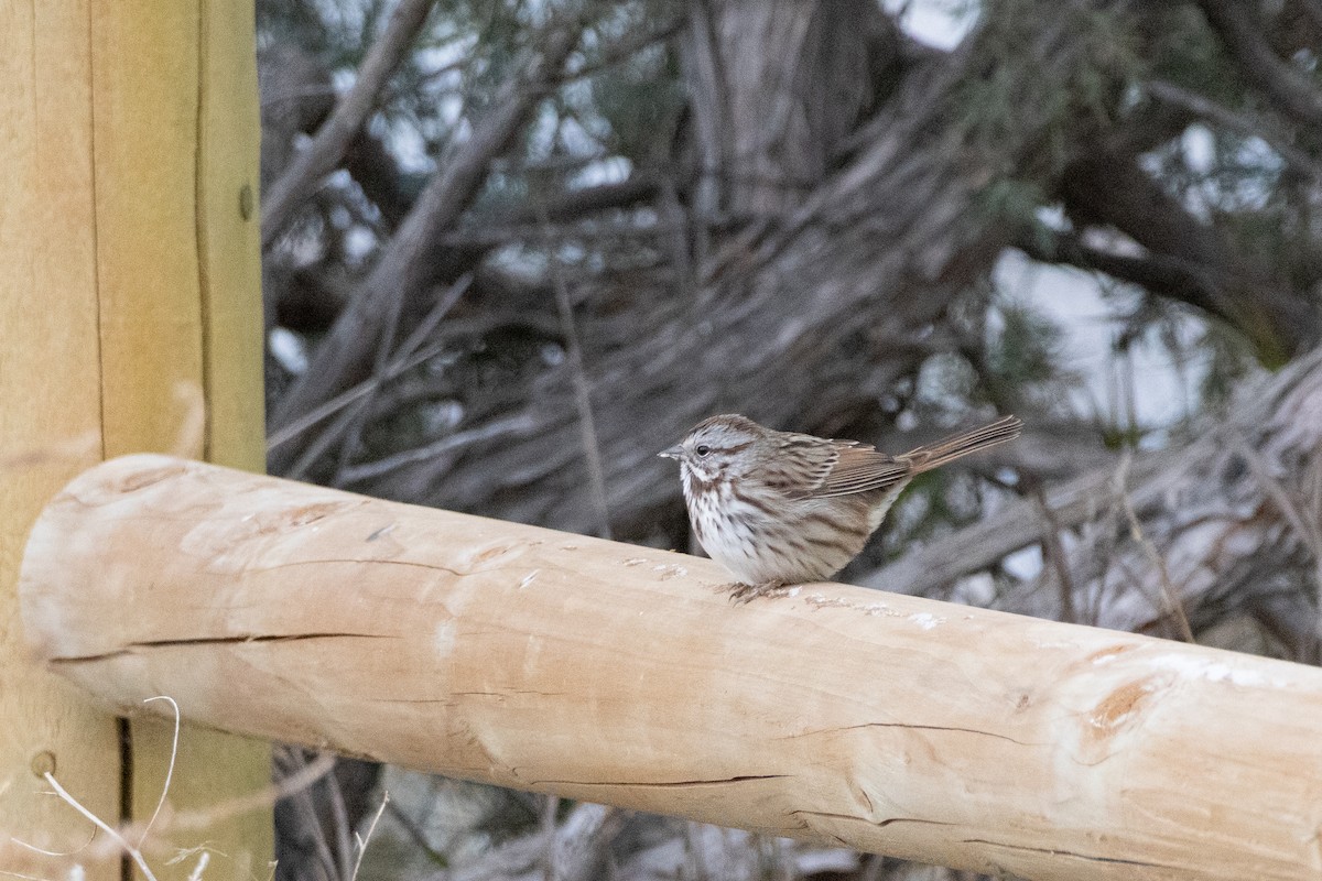 Song Sparrow - ML646132952