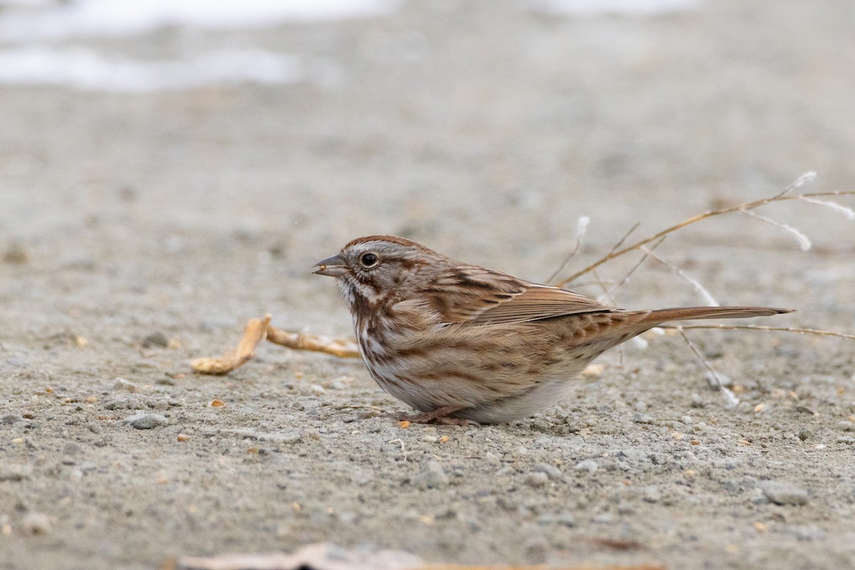Song Sparrow - ML646132953
