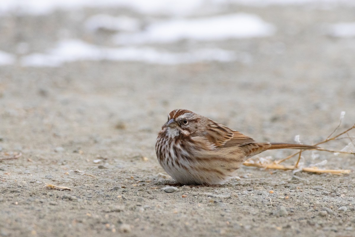 Song Sparrow - ML646132954