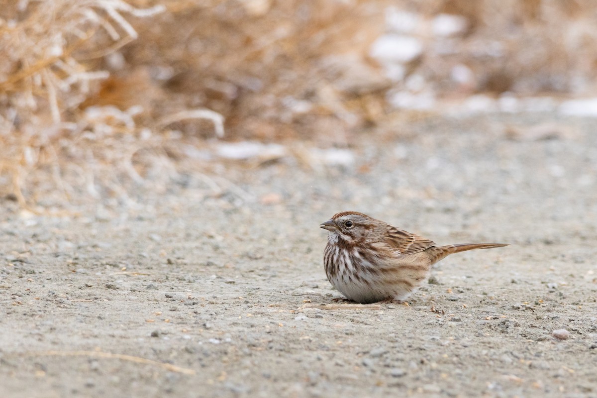 Song Sparrow - ML646132955