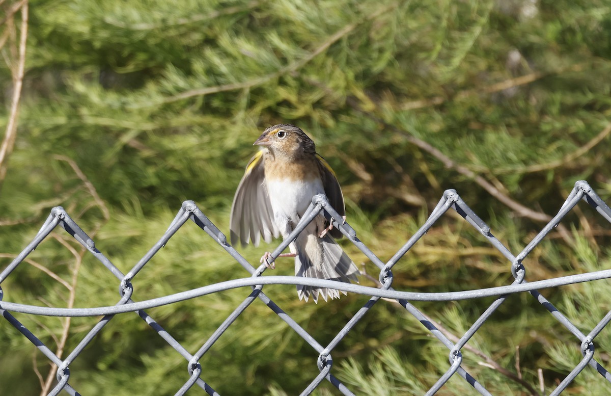 Grasshopper Sparrow - ML646132956