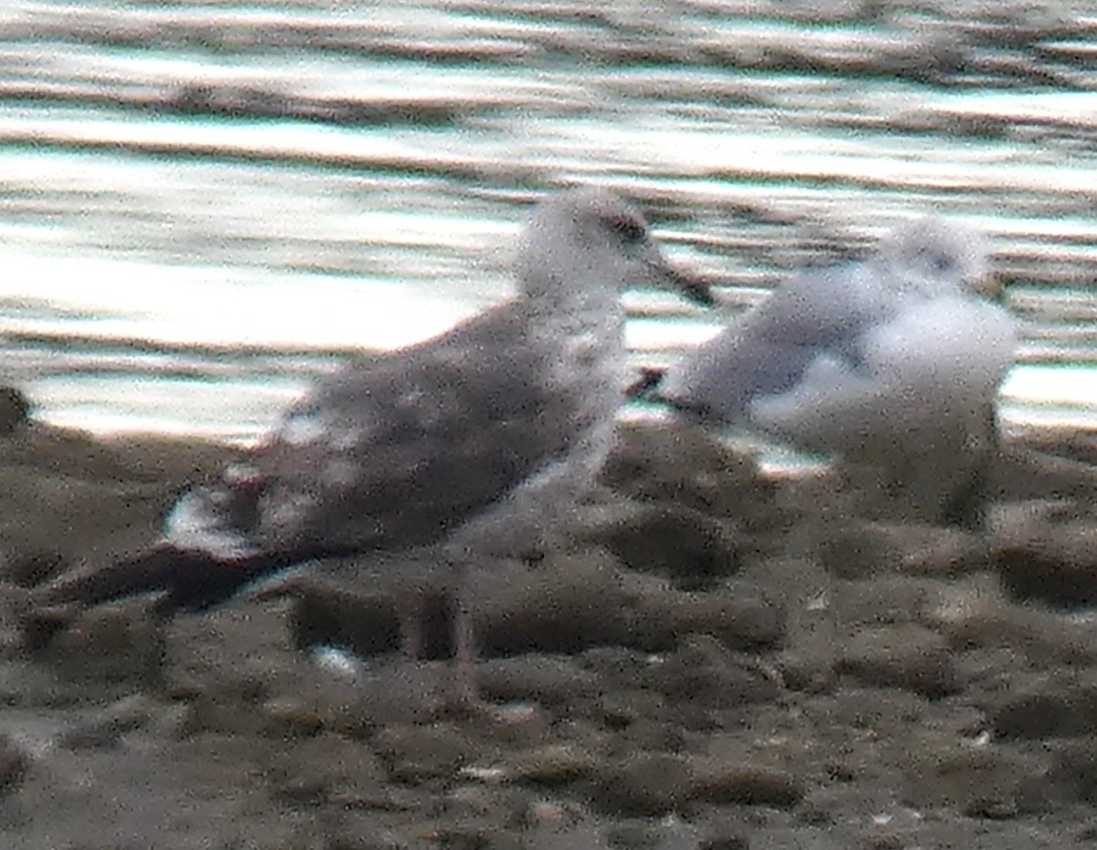 Lesser Black-backed Gull - ML646132957