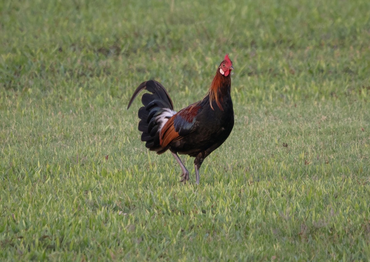 Банкивский петух - ML646132962