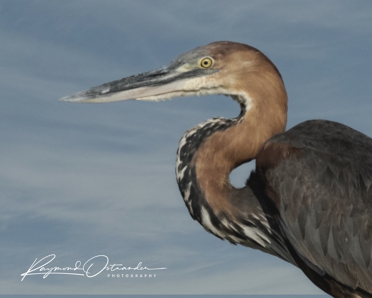 volavka obrovská - ML646132963