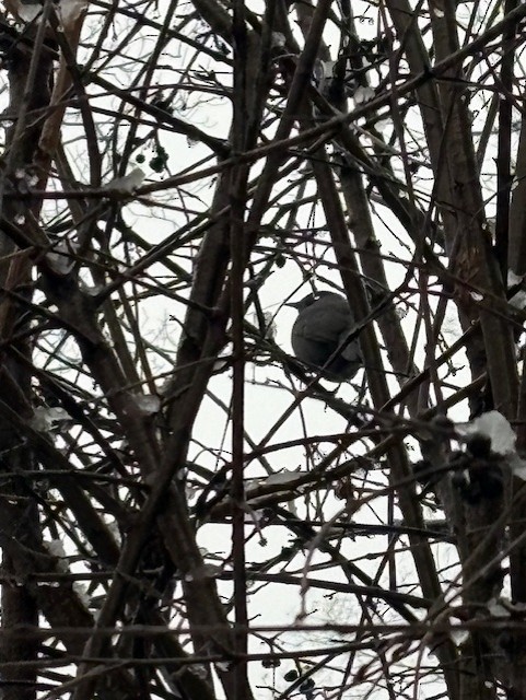 Gray Catbird - ML646132973