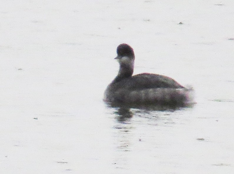 Eared Grebe - ML646132974
