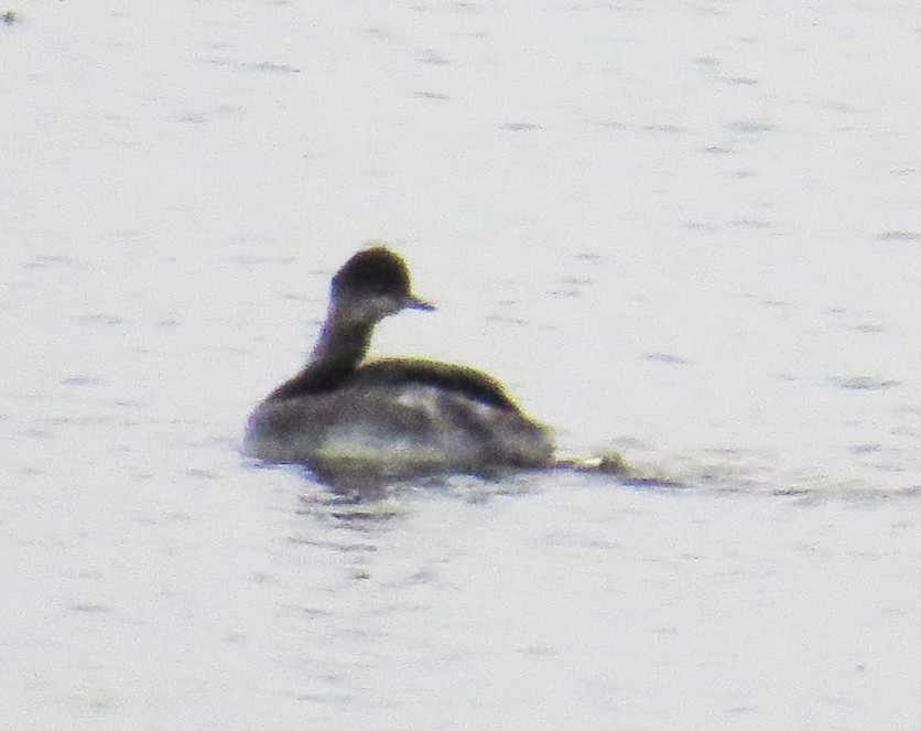 Eared Grebe - ML646132976