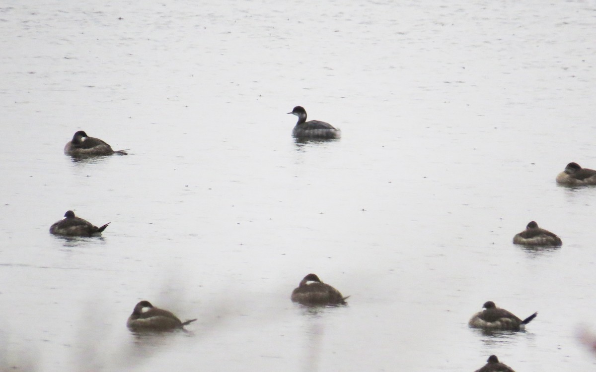 Eared Grebe - ML646132977