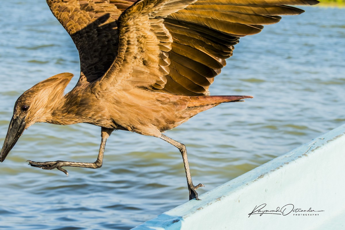 kladivouš africký - ML646132980