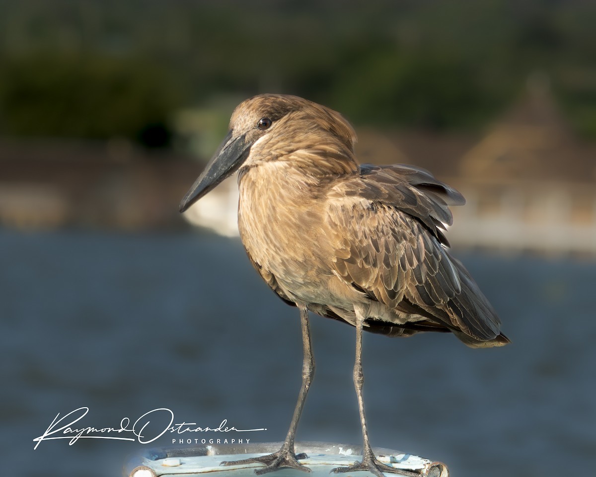 kladivouš africký - ML646132981