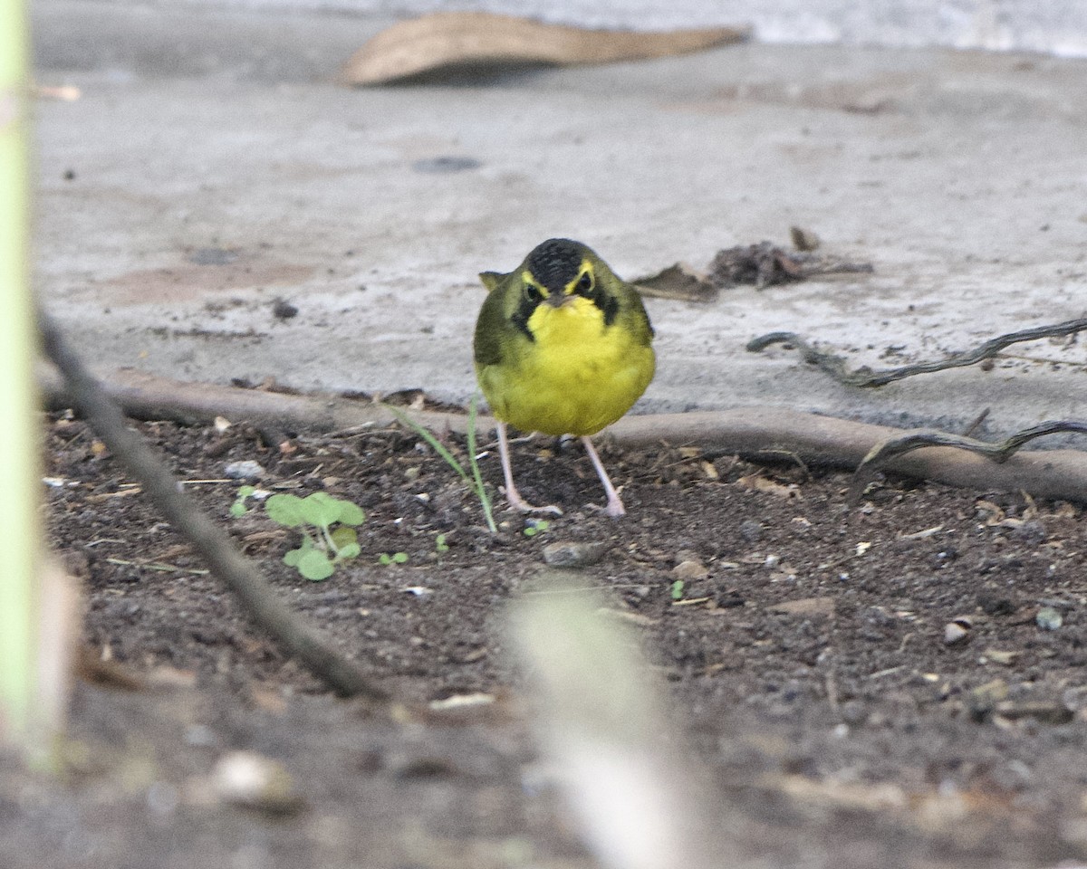 Kentucky Warbler - ML646132983