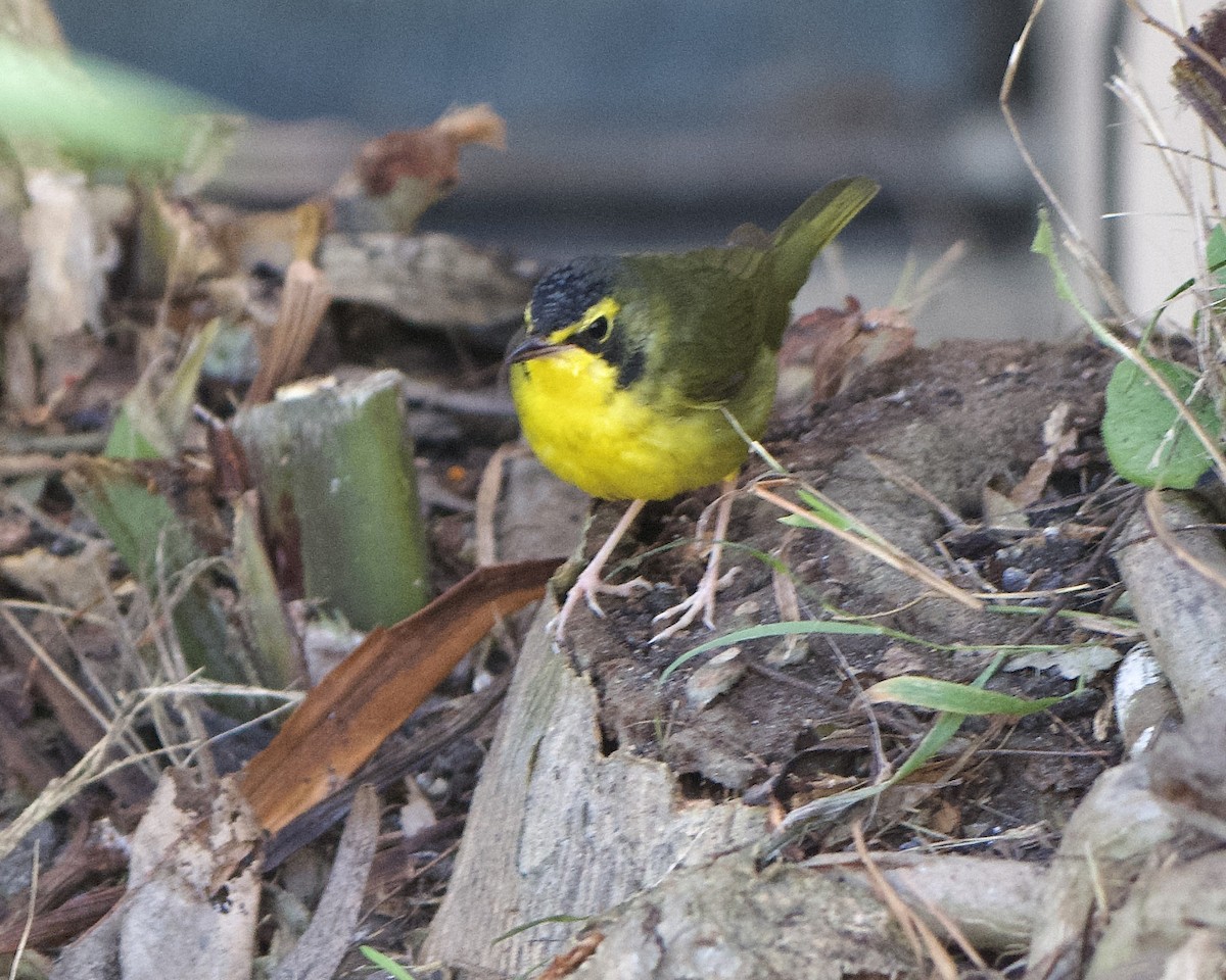 Kentucky Warbler - ML646132984