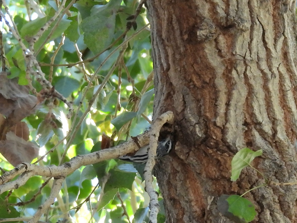 Black-and-white Warbler - ML646132986
