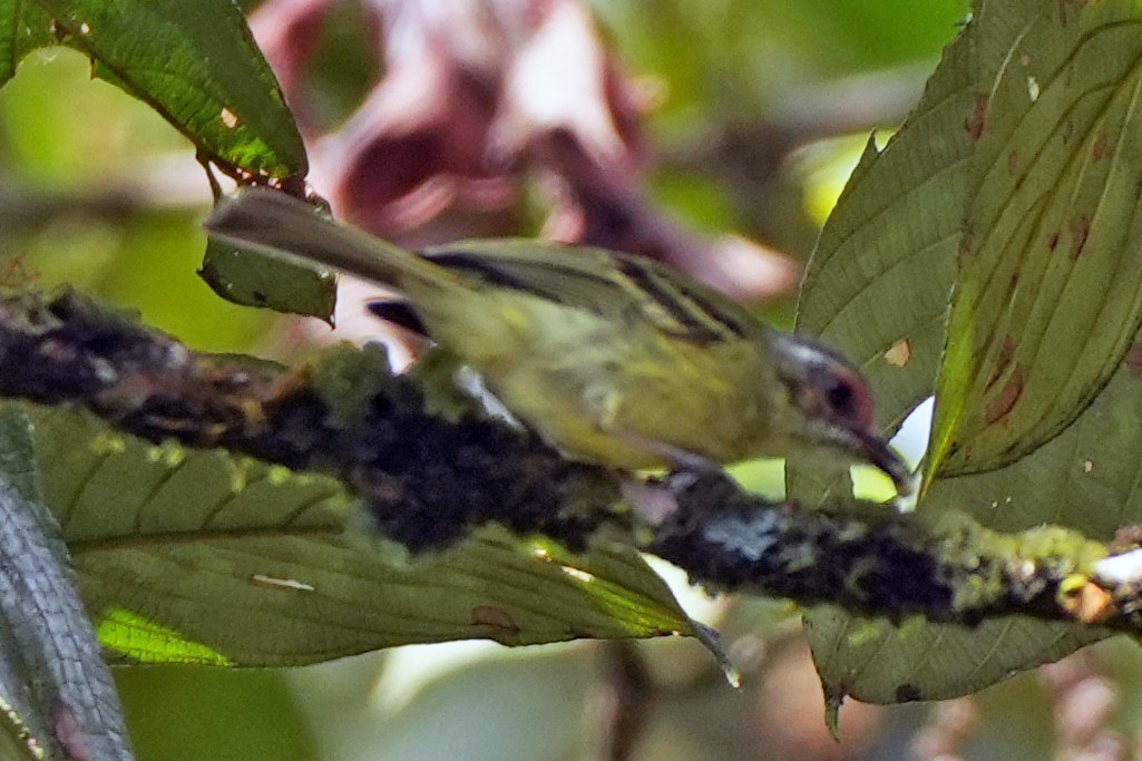 Cinnamon-faced Tyrannulet - ML646132993