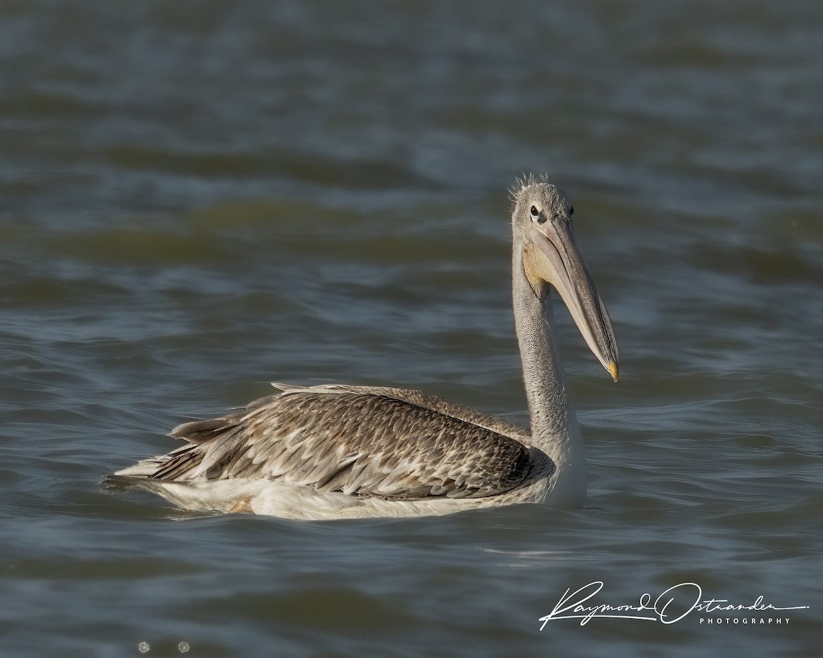 pelikán africký - ML646132996