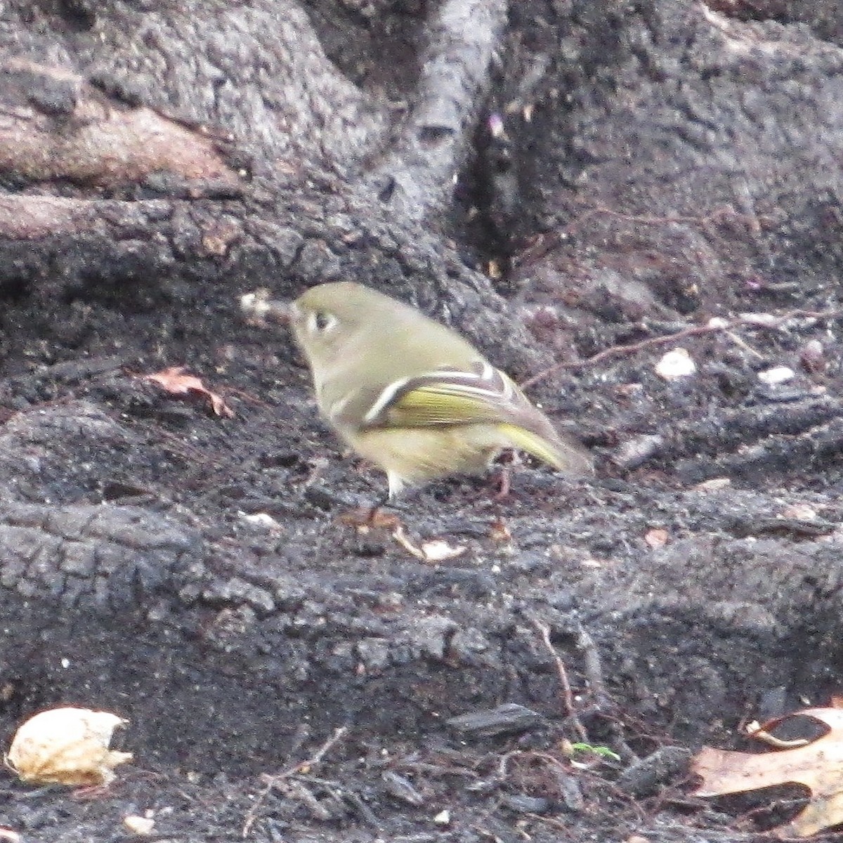 Ruby-crowned Kinglet - ML646132998