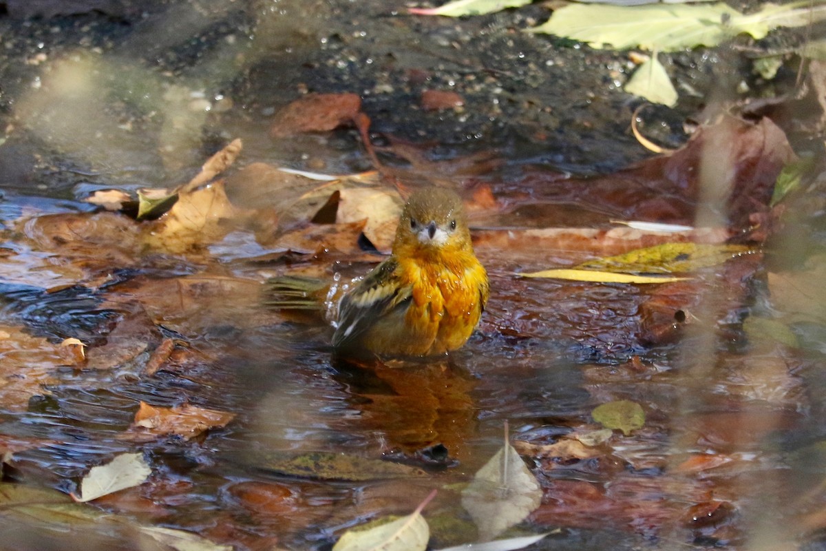 Балтиморский трупиал - ML646133007