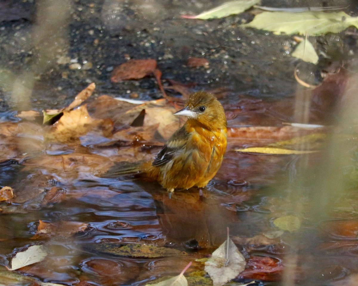 Балтиморский трупиал - ML646133009