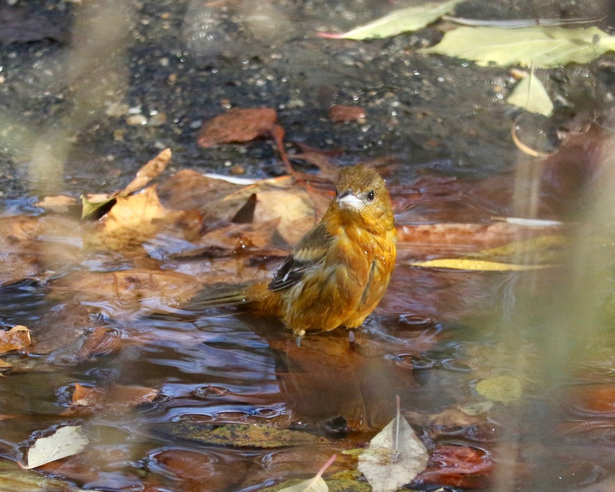 Балтиморский трупиал - ML646133010