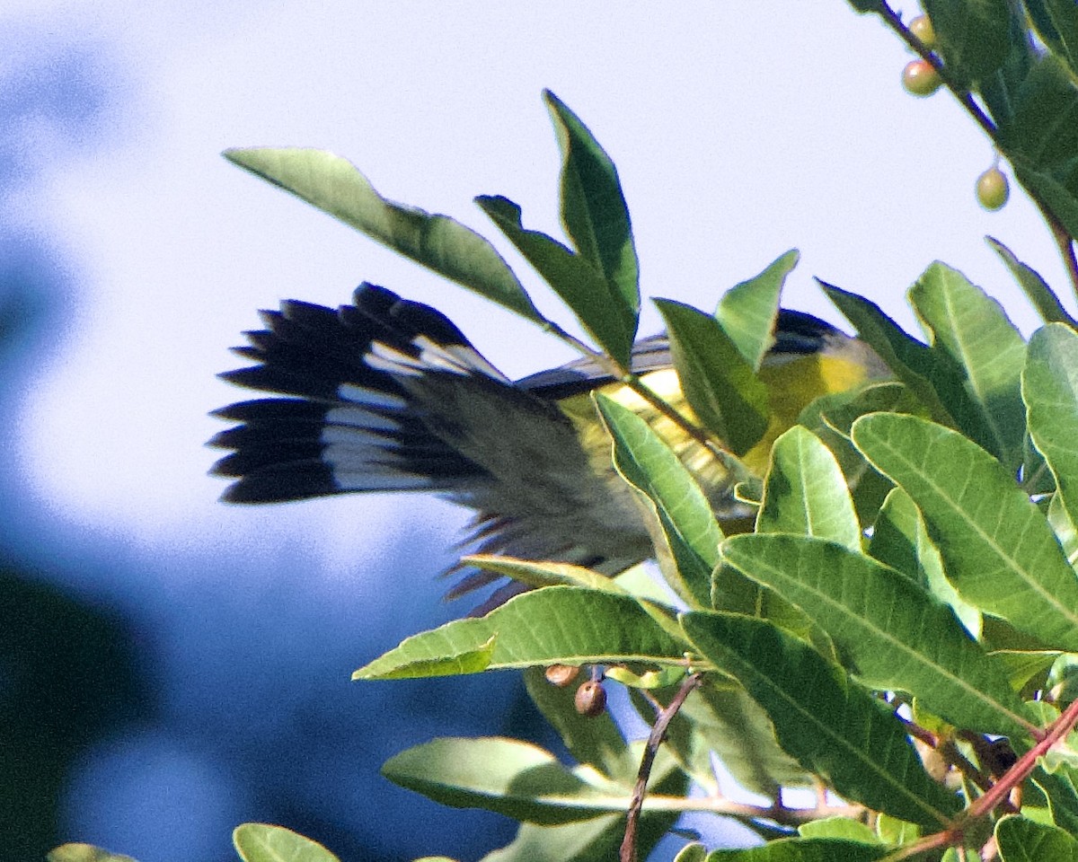 Magnolia Warbler - ML646133015