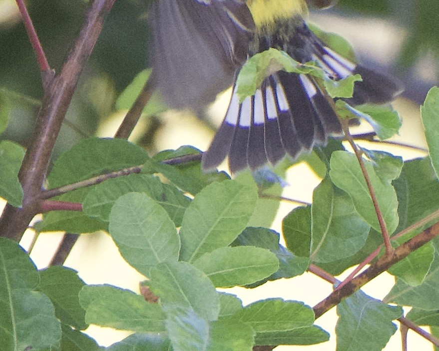 Magnolia Warbler - ML646133016