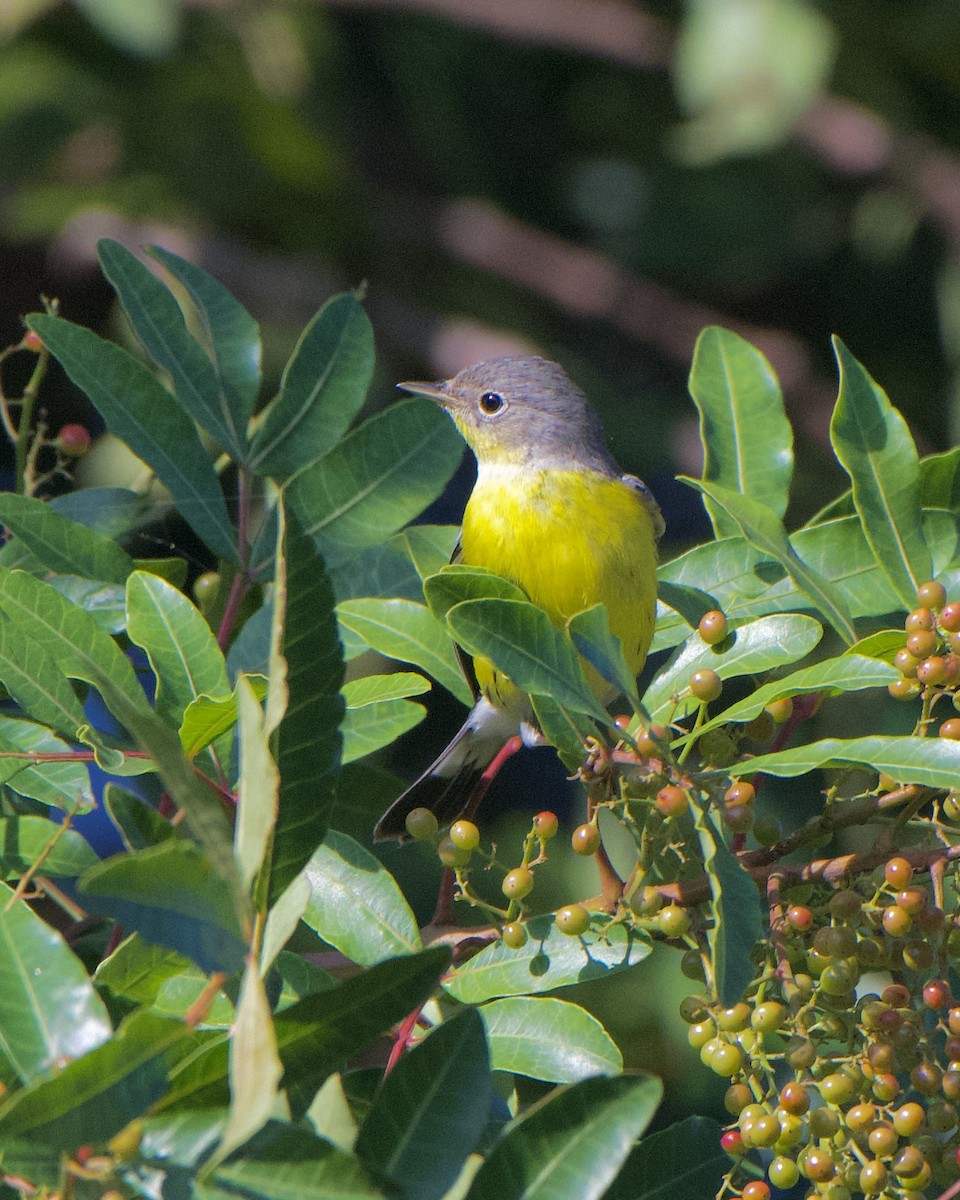 Magnolia Warbler - ML646133017