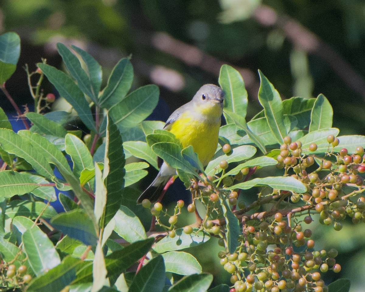 Magnolia Warbler - ML646133018