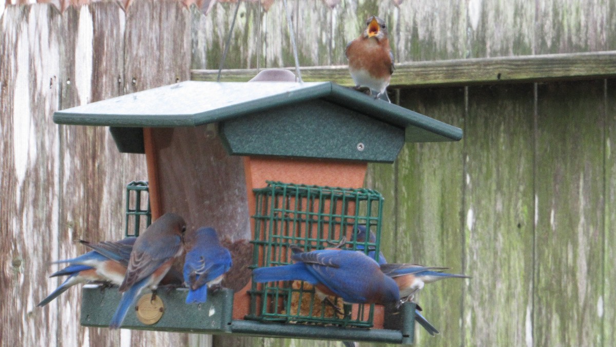 Eastern Bluebird - ML646133020