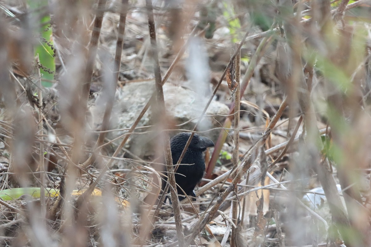 Groove-billed Ani - ML646133028