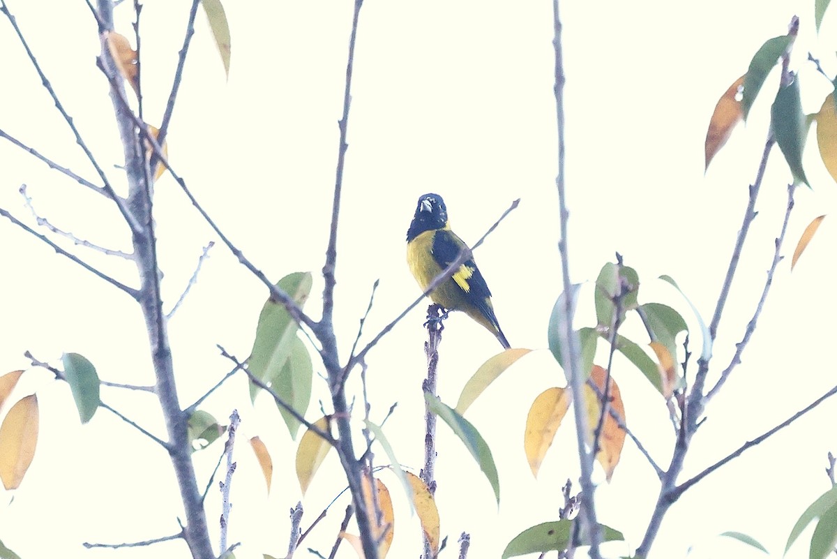 Black-headed Siskin - ML646133029