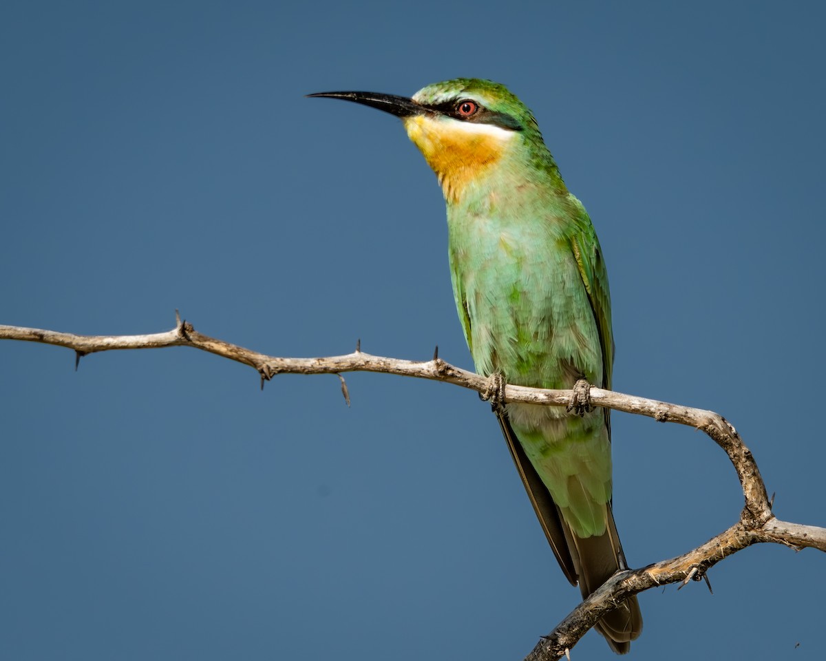 Blue-cheeked Bee-eater - ML646133031