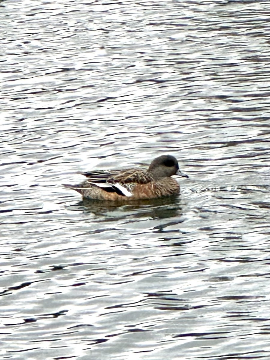 Fischione americano - ML646133033