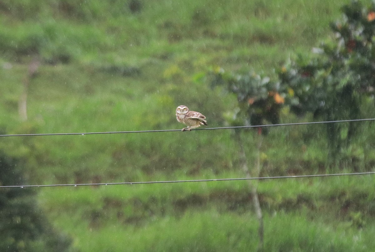 Burrowing Owl - ML646133053