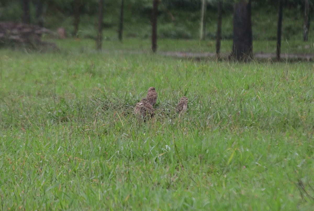 Burrowing Owl - ML646133054