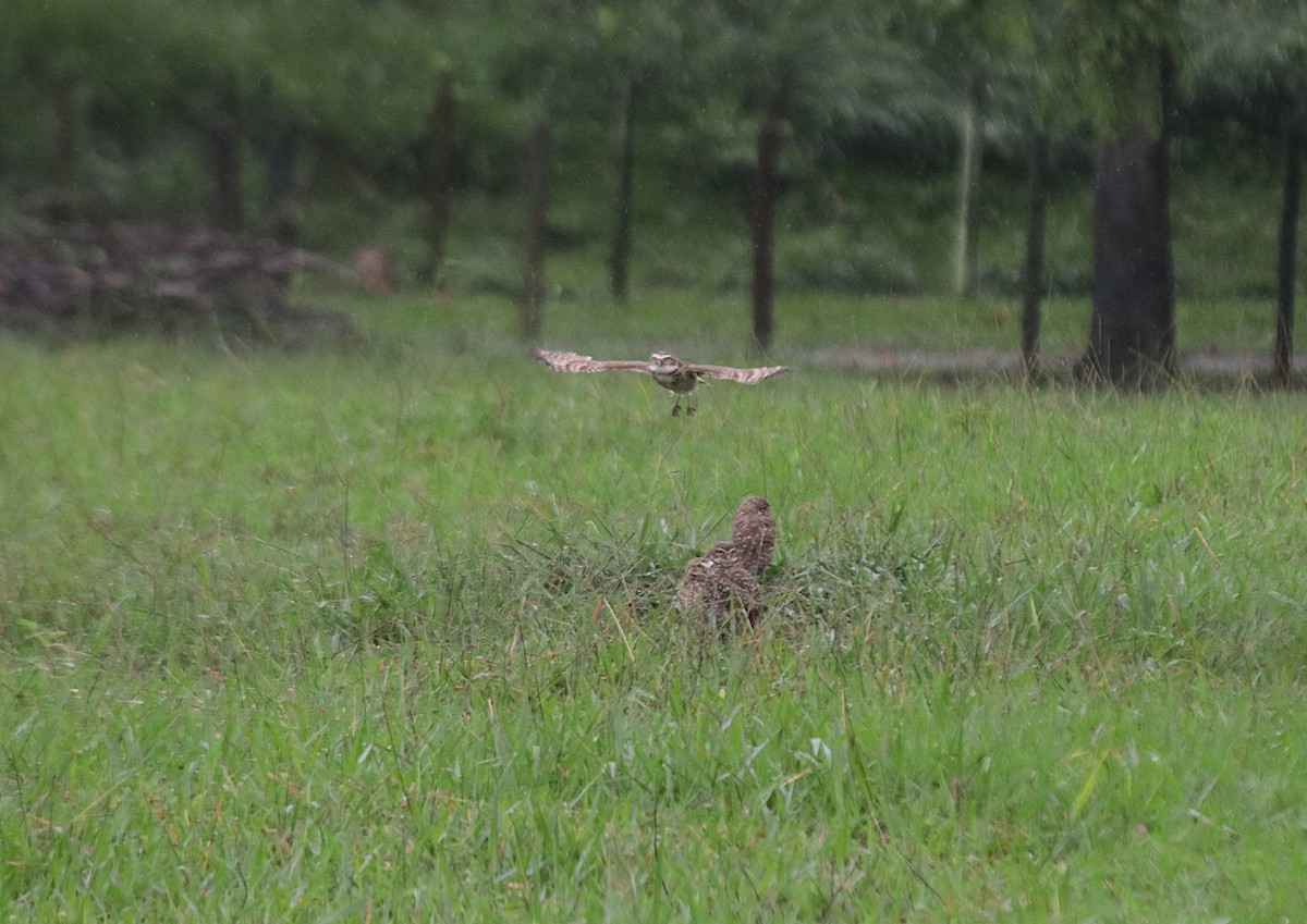 Burrowing Owl - ML646133055