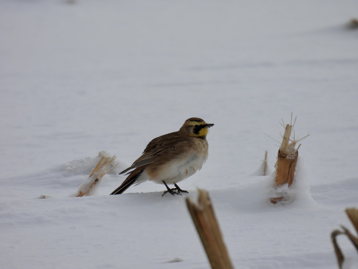 Horned Lark - ML646133063