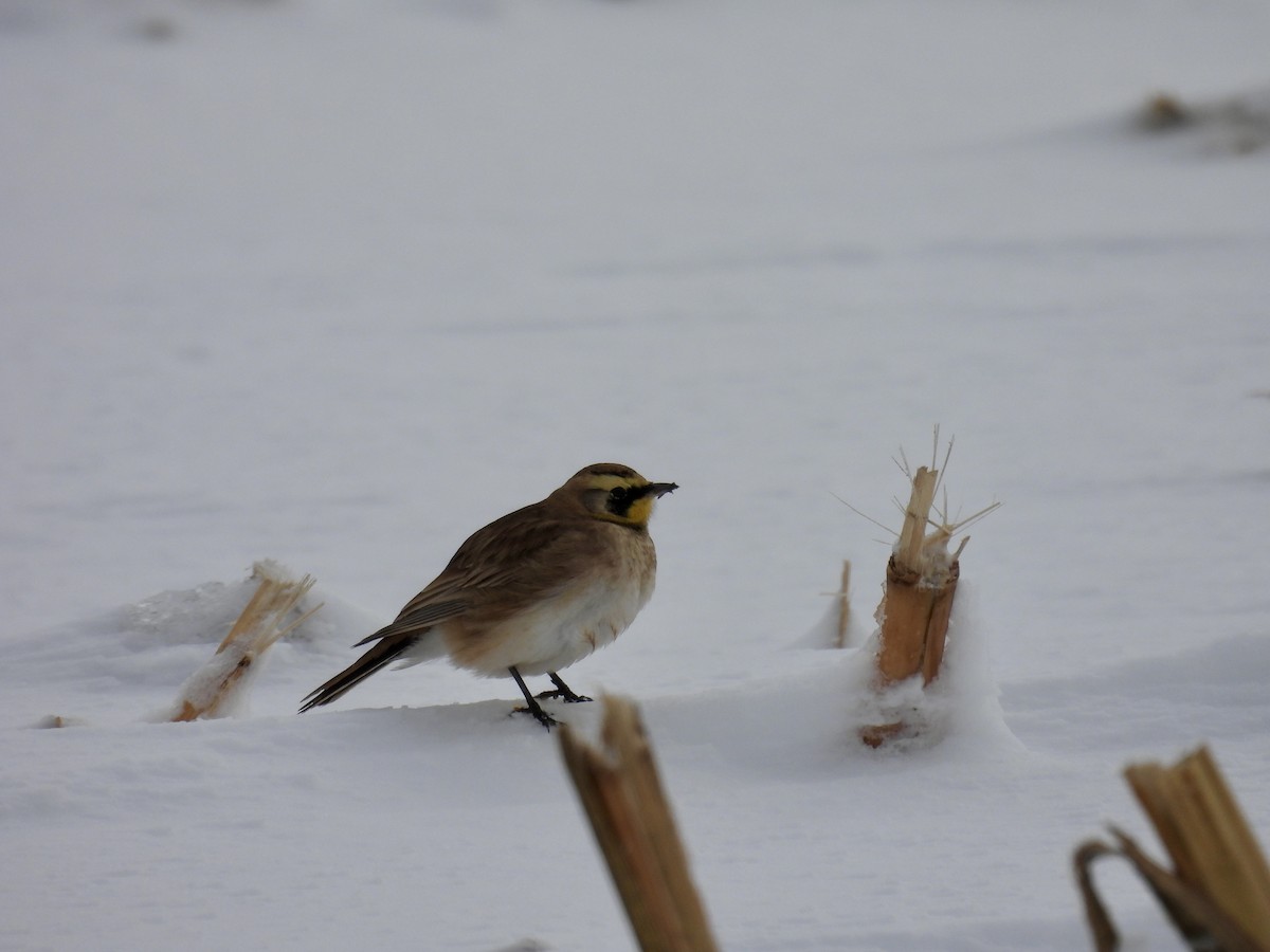 Horned Lark - ML646133064