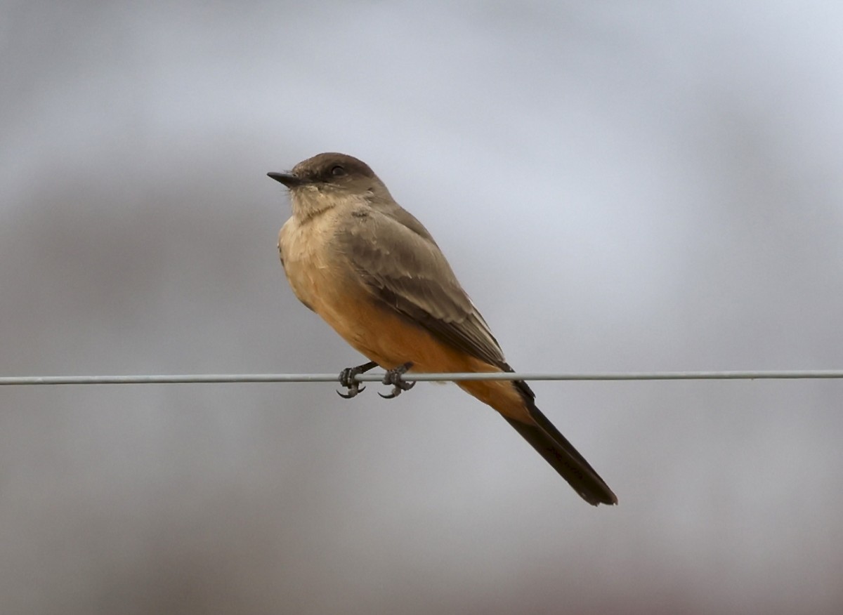 Say's Phoebe - ML646133065