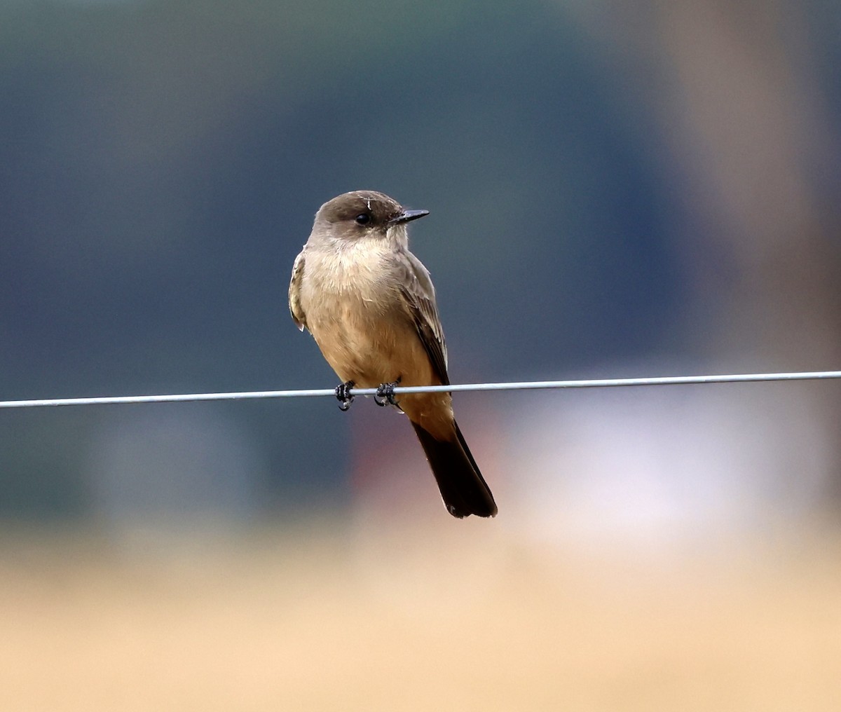 Say's Phoebe - ML646133070