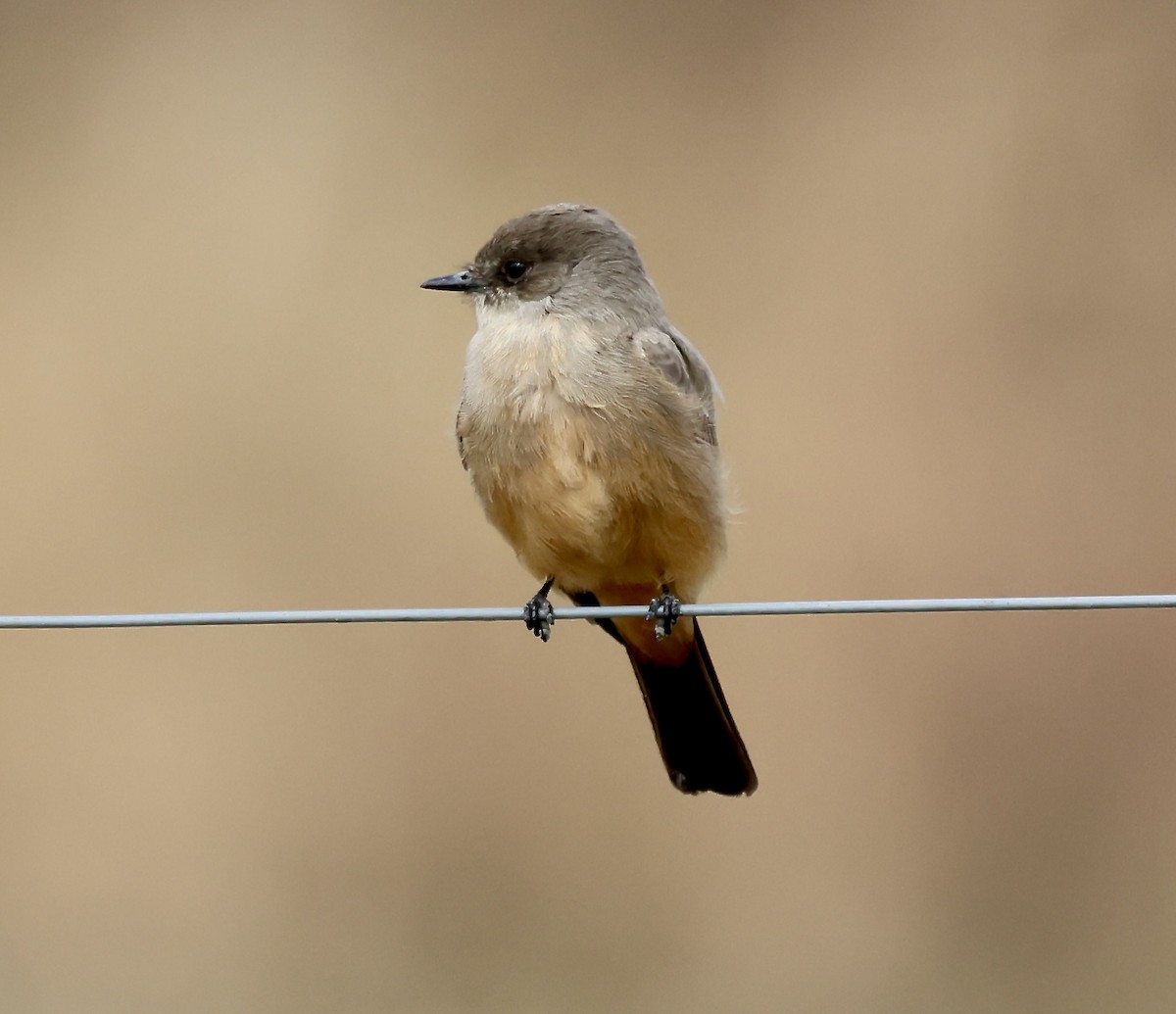 Say's Phoebe - ML646133075