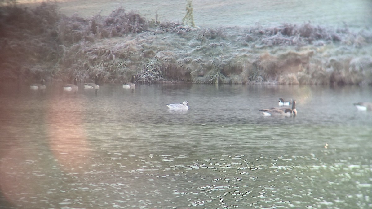 Snow Goose - ML646133080