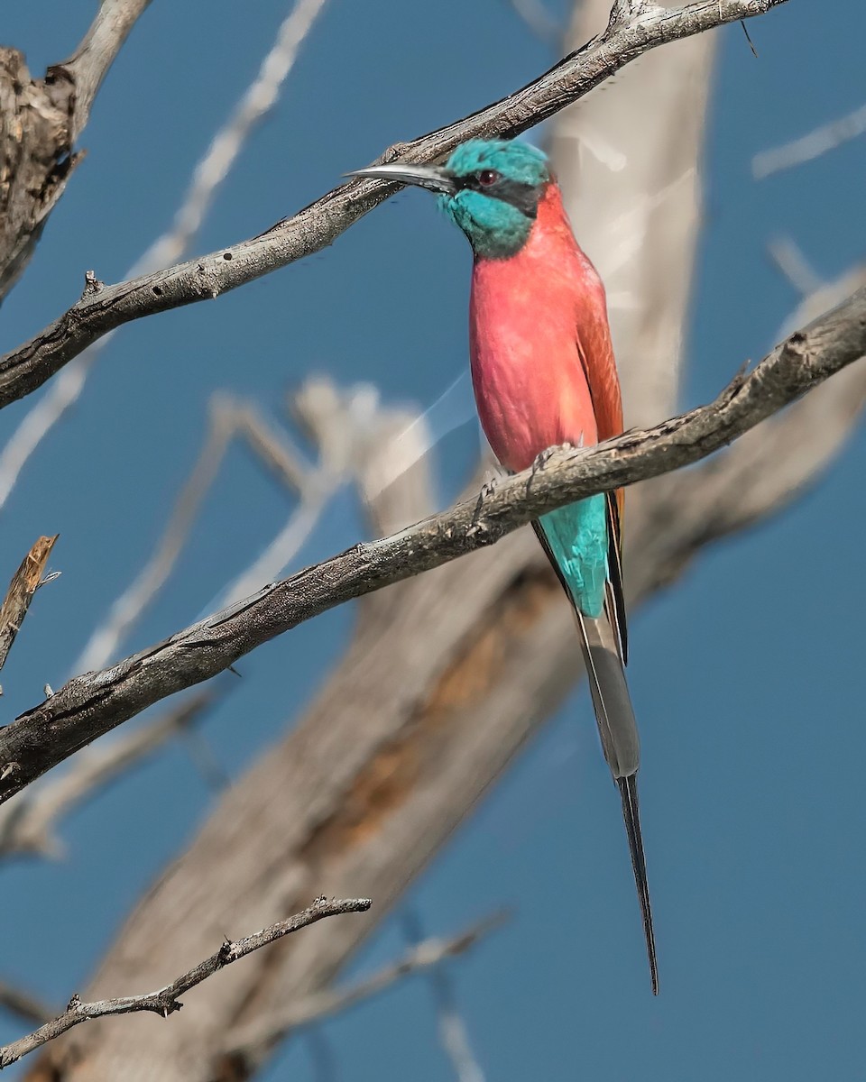 שרקרק ורוד - ML646133082