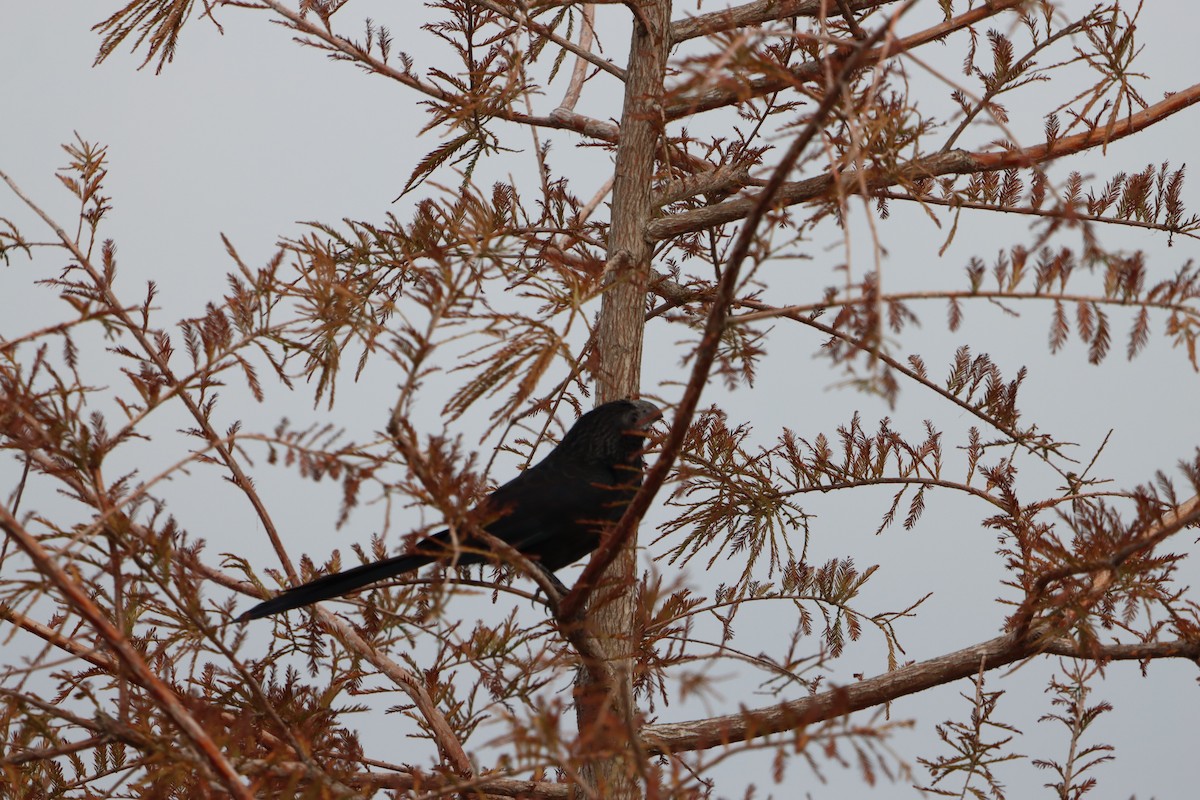 Groove-billed Ani - ML646133091