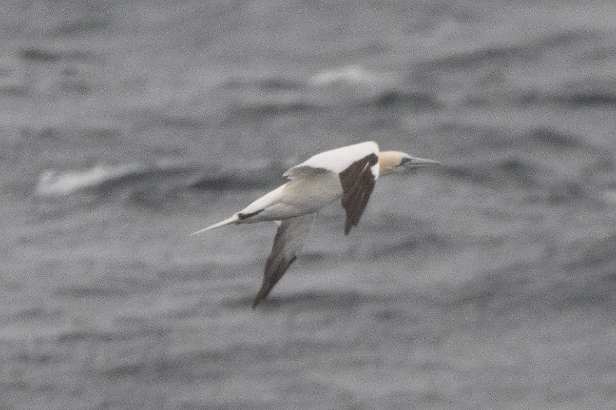 Northern Gannet - ML646133093