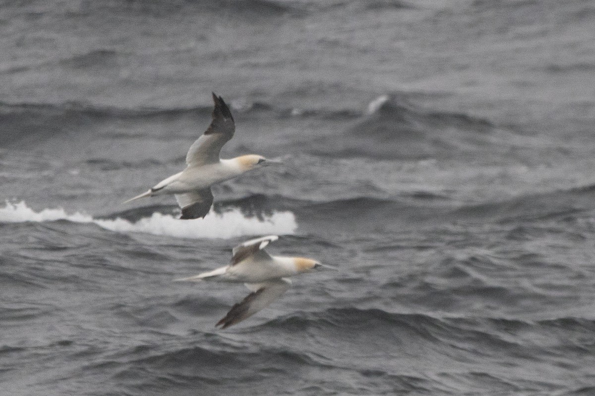 Northern Gannet - ML646133095
