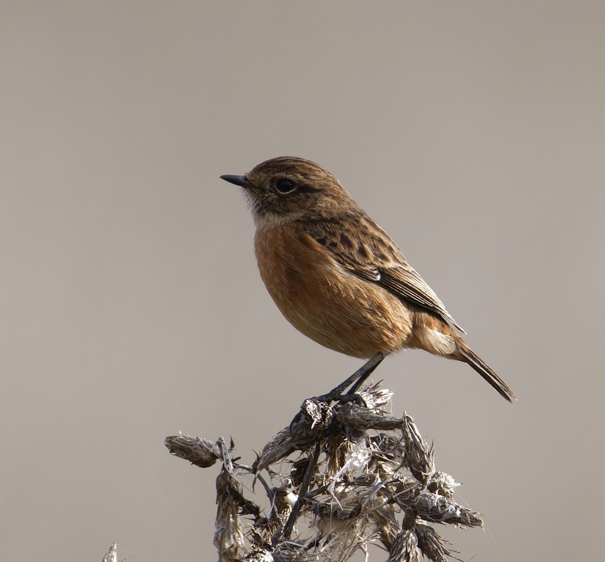 European Stonechat - ML646133096
